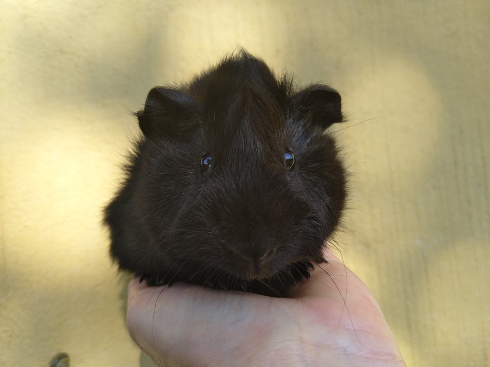 Marsvin, Se BLACK weeks tilbud, 0 år