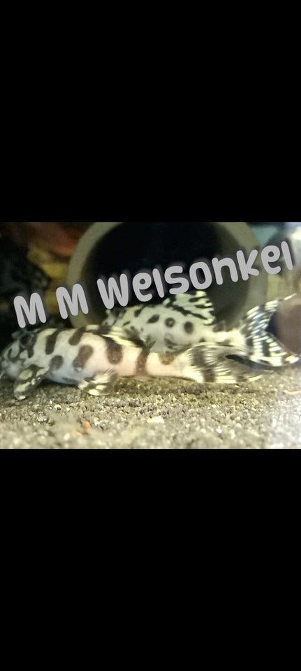 Forskellige corydoras Viborg