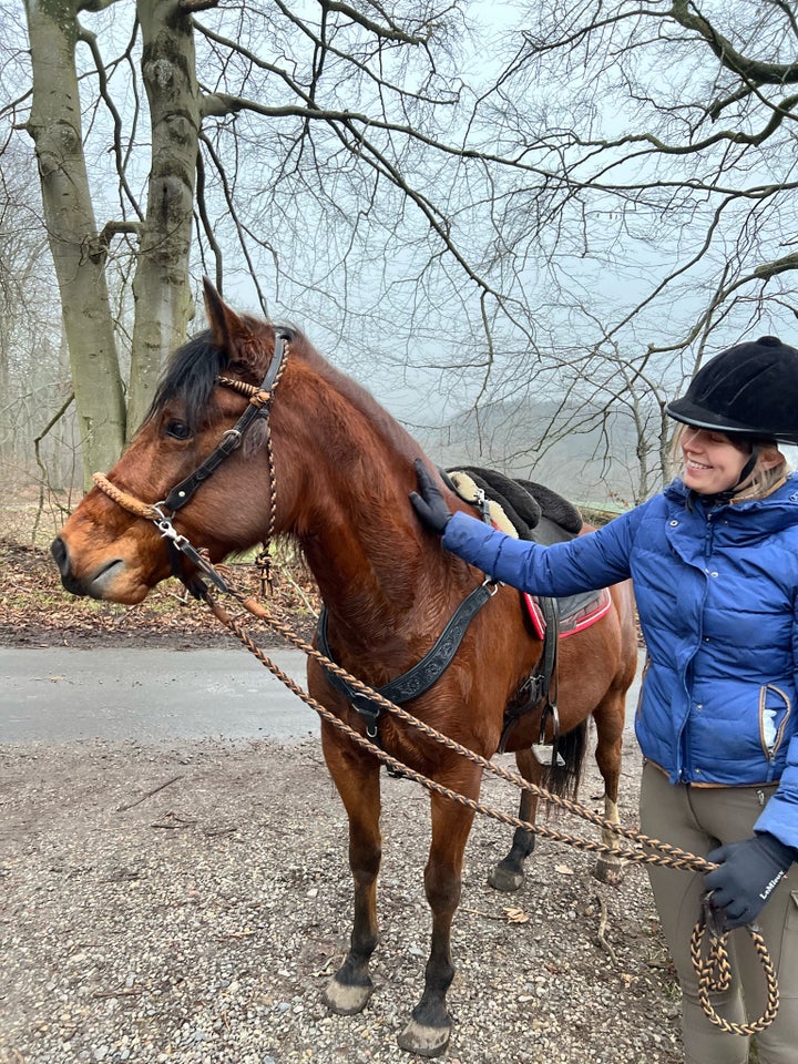 Mangalarga Marchador vallak 7 år