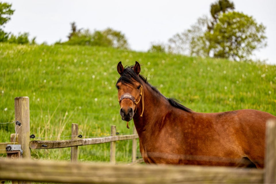 Mangalarga Marchador vallak 7 år