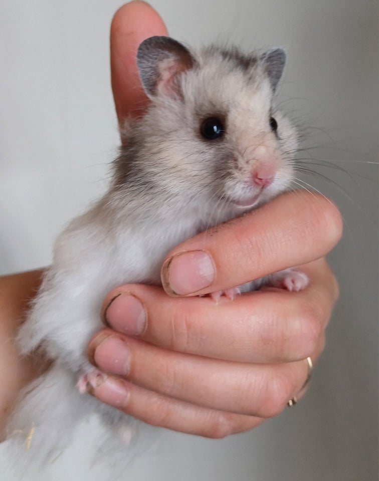 Hamster Guldhamster 0 år