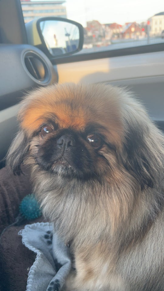 Pekingeser , hund, 5 år