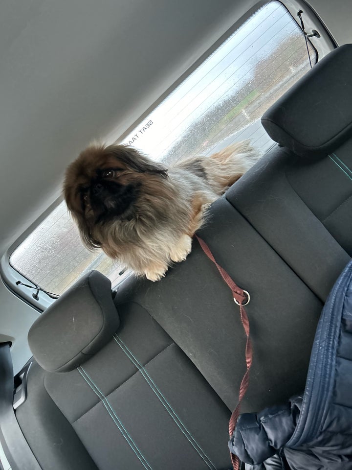 Pekingeser , hund, 5 år