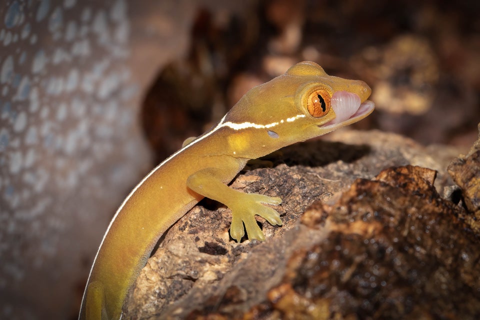 Gekko, Gecko vittatus