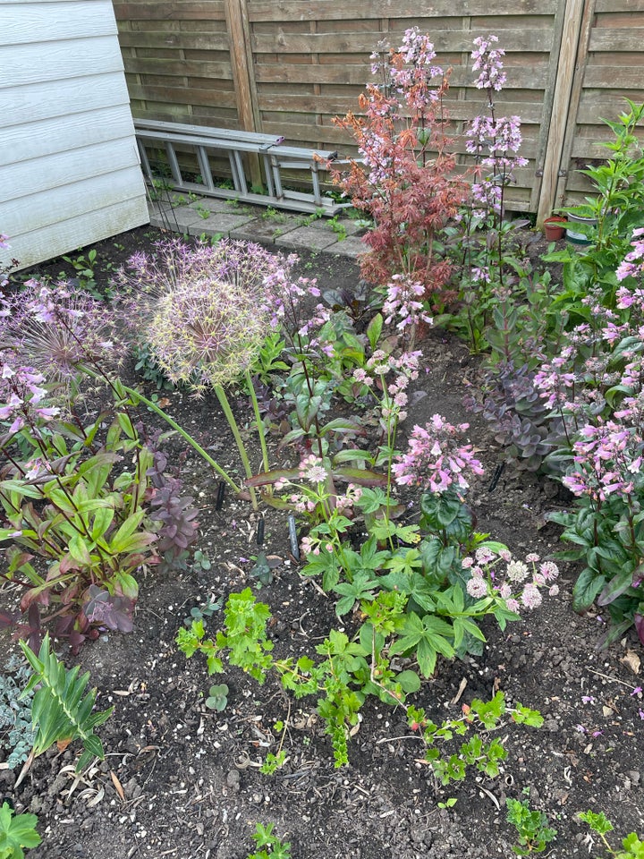 Staude Rørblomst / Penstemon