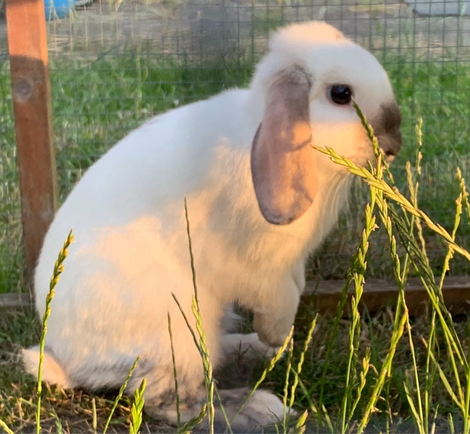 Kanin, Vædder, 2 år