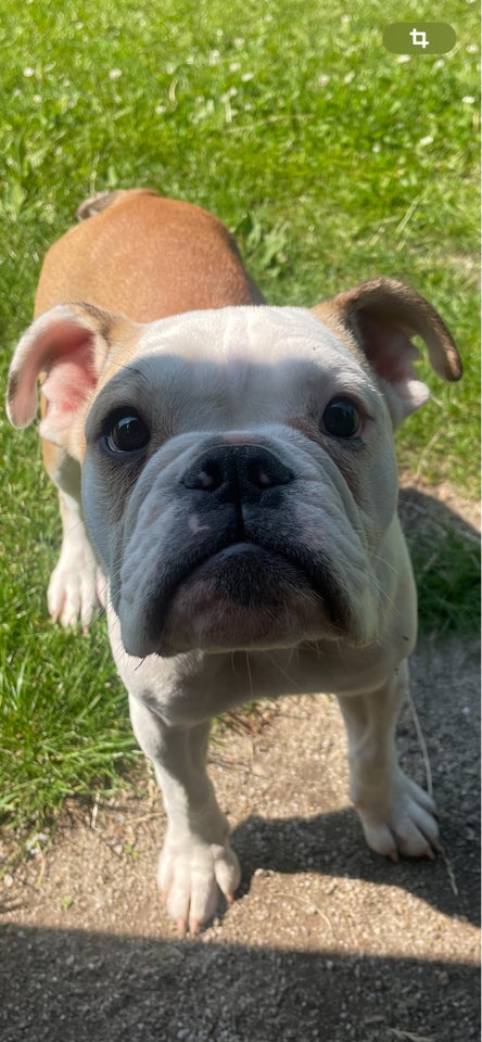 Engelsk bulldog, hund, 9 mdr.