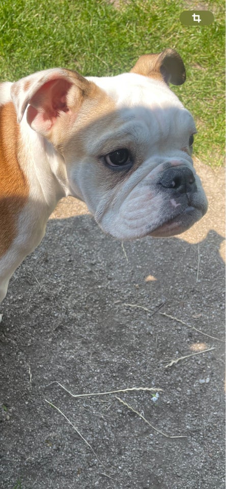 Engelsk bulldog, hund, 9 mdr.