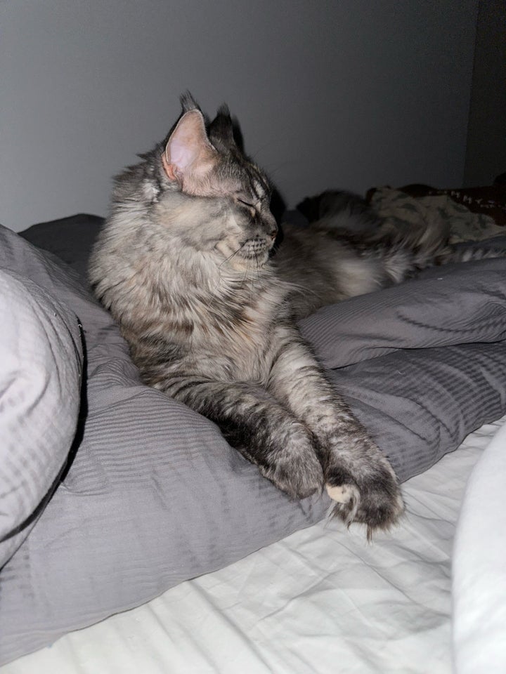 Hunkat, Maine Coon, 3 år