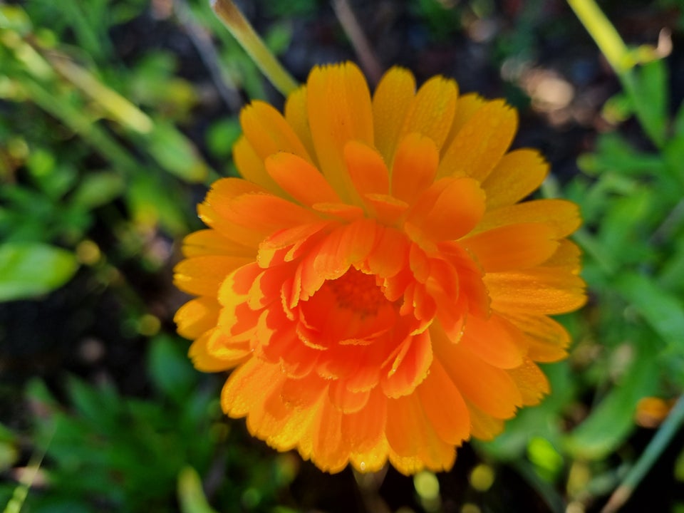 Spiselige blomster morgenfrue frø