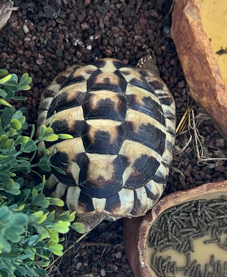 Skildpadde Græsk landskildpadde