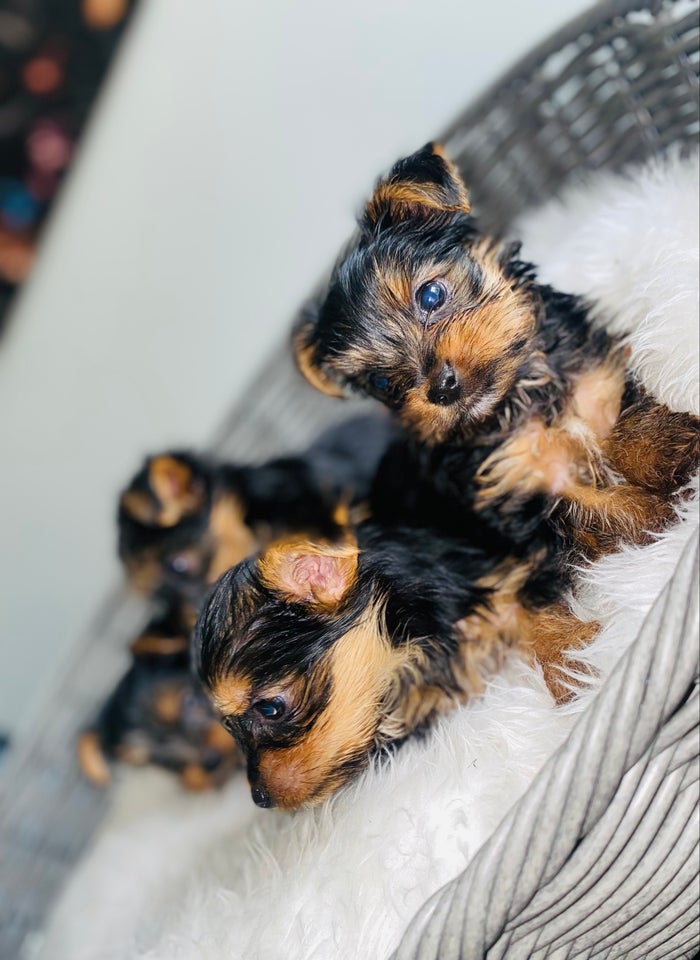 Yorkshire terrier , hvalpe, 7 uger