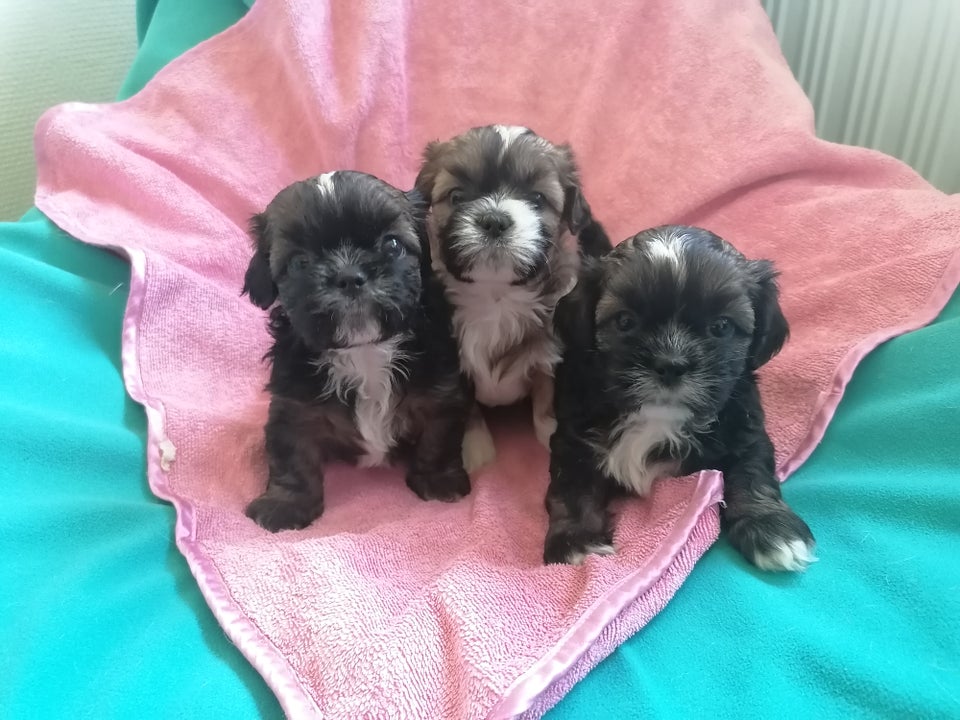 Malteser / Shih Tzu hvalpe 4 uger