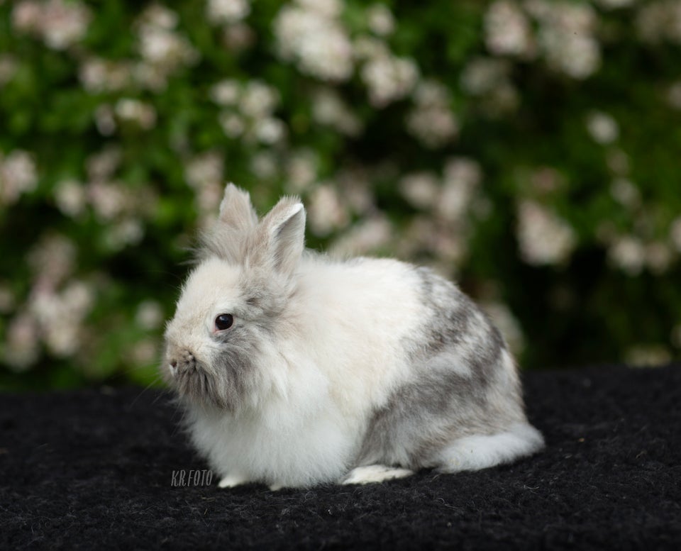 Kanin Ren race Løvehoved 2 år