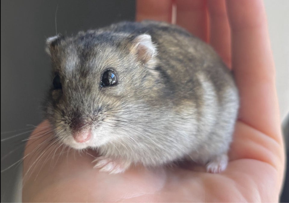 Hamster Dværghamster  0 år