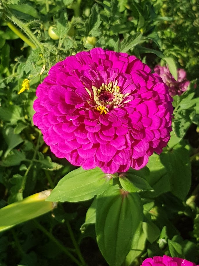 Frø Frøkenhat/Zinnia