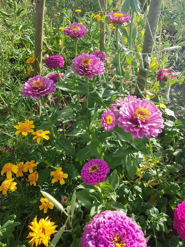 Frø Frøkenhat/Zinnia