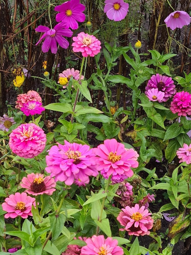 Frø Frøkenhat/Zinnia