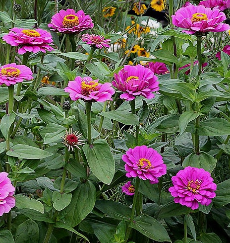 Frø Frøkenhat/Zinnia