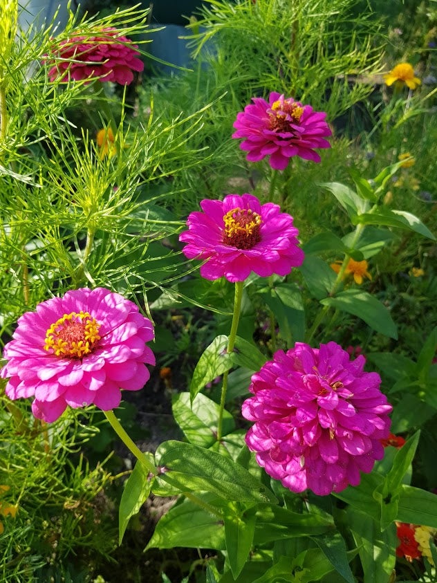 Frø Frøkenhat/Zinnia