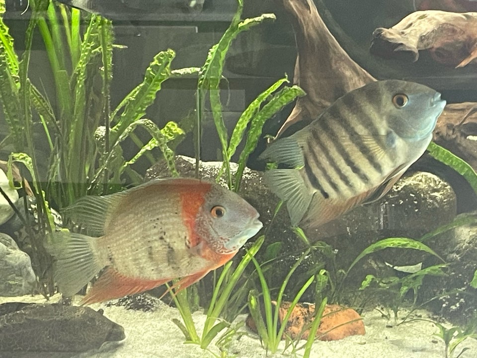 Heros severum, 1.1 stk.