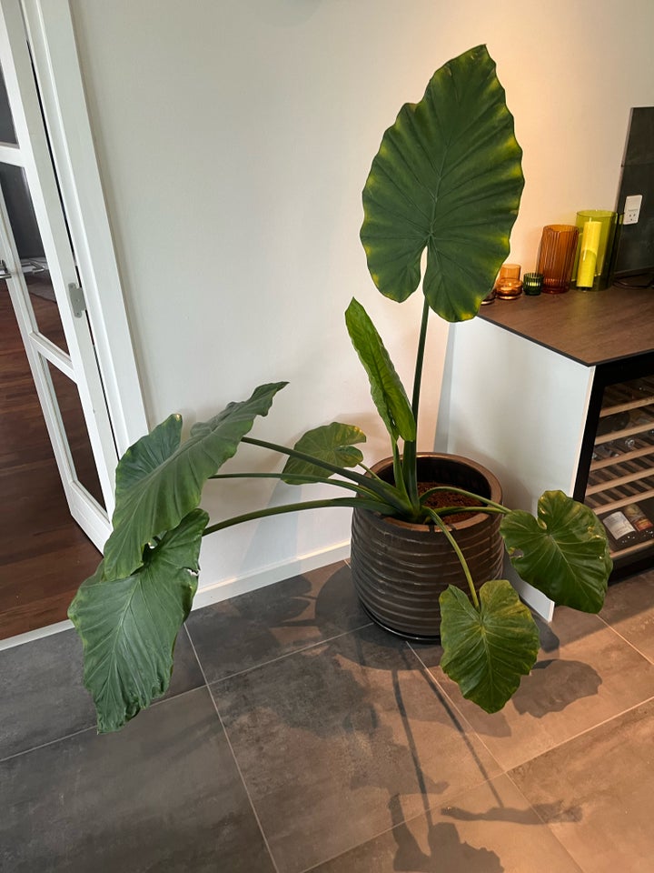 Stueplante Alocasia - Elefantøre