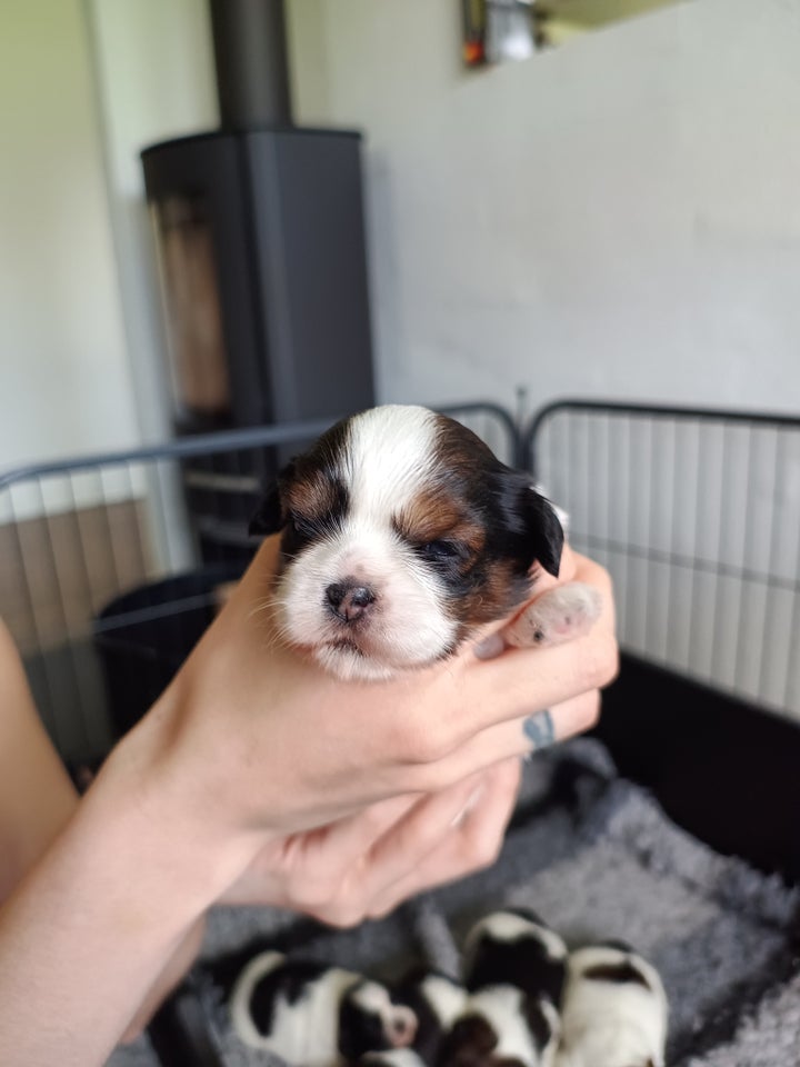 Shih tzu hvalpe 3 uger