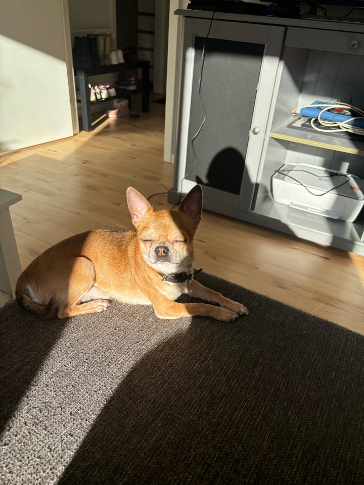 Chihuahua med stamtavle  hund 7 år