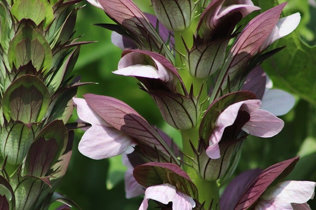 staude Acanthus molis -