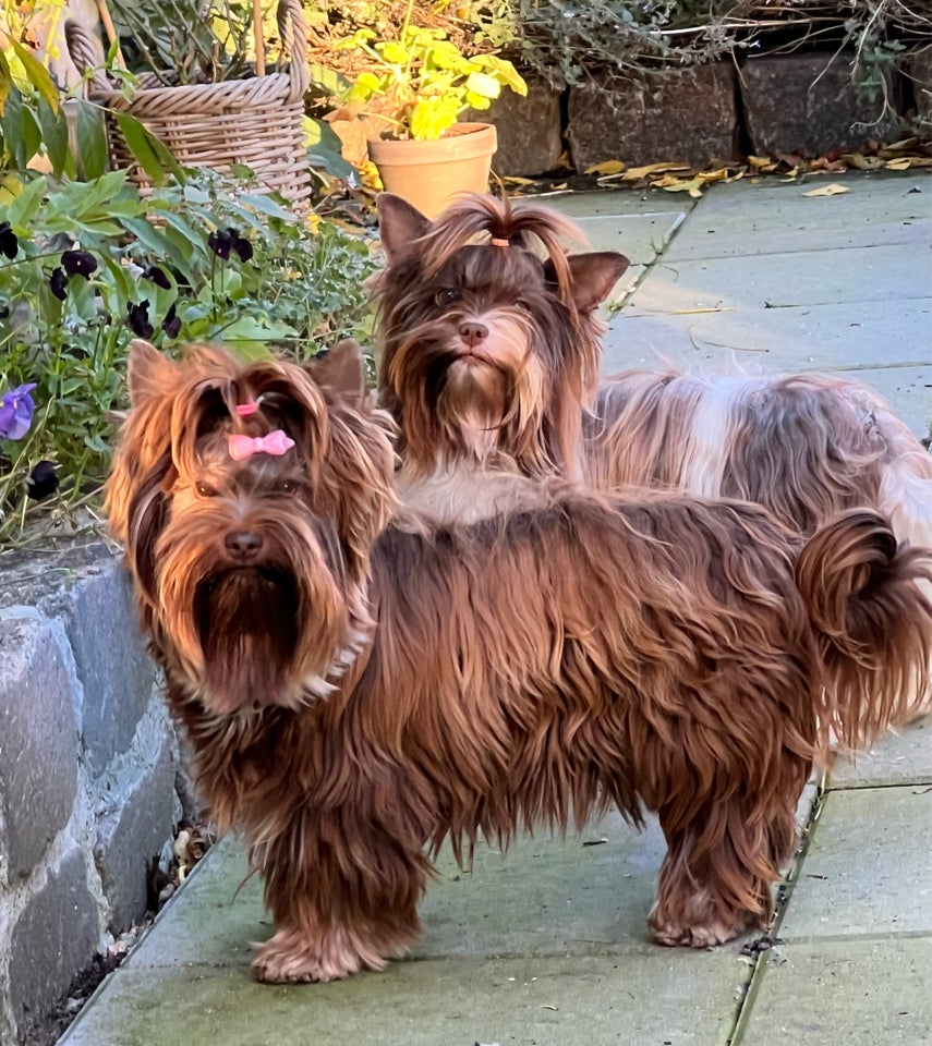 Yorkshire terrier, tæve, 12 mdr.