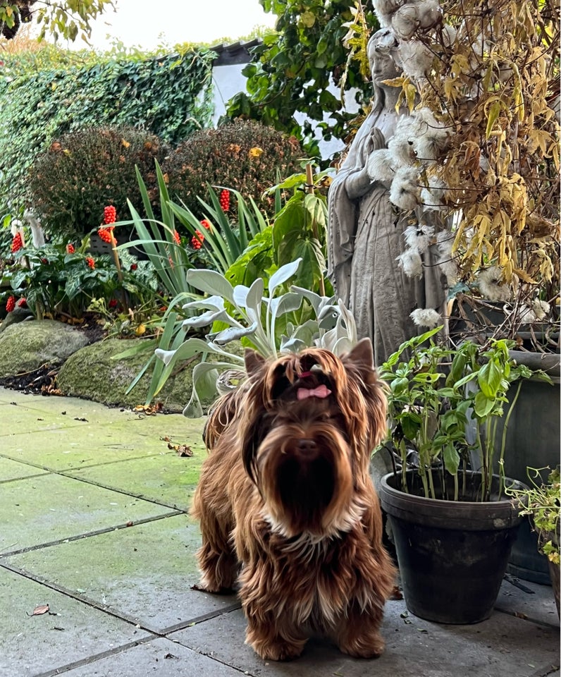 Yorkshire terrier, tæve, 12 mdr.