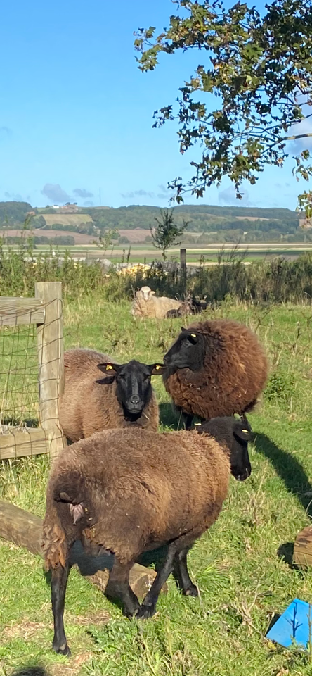 Får, Såne, 3 stk.