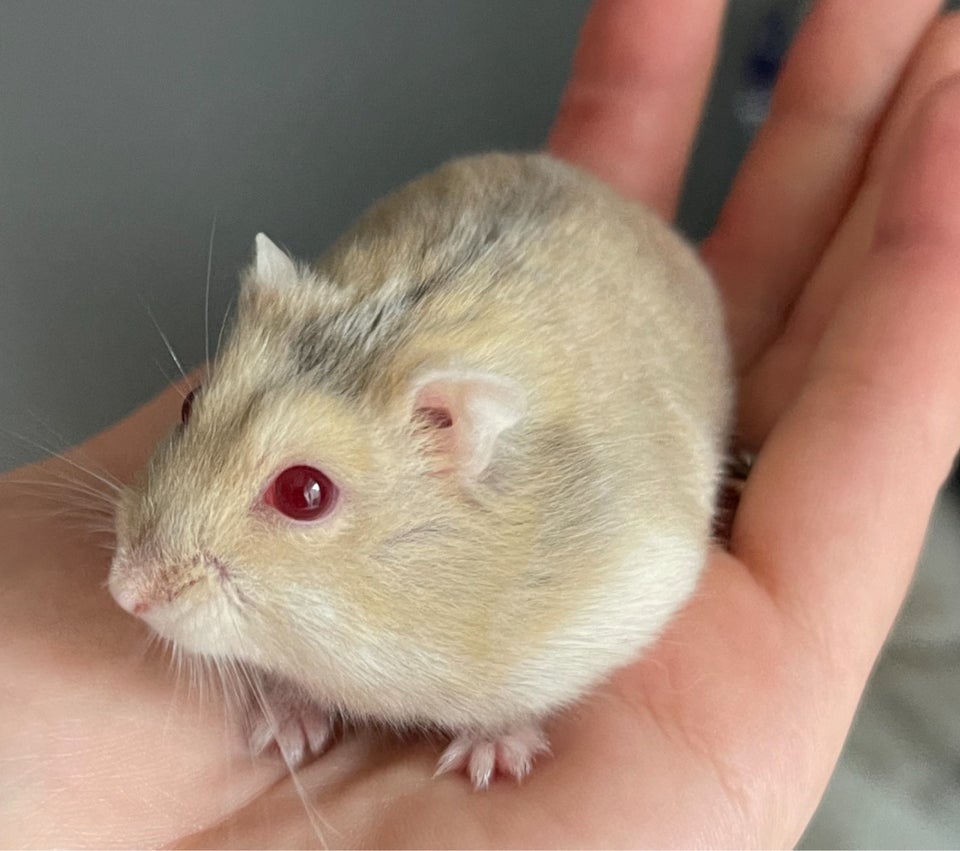 Hamster Dværghamster  0 år