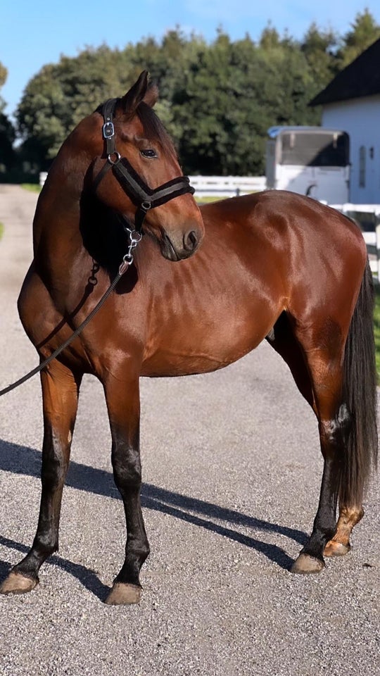 3 års Hingst