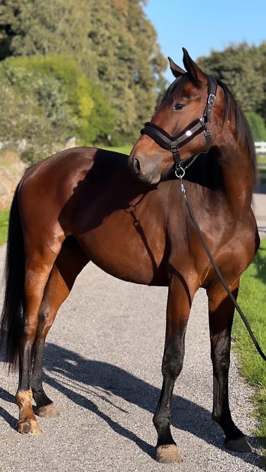 3 års Hingst