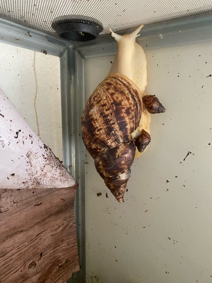 Snegl, Congo snegl albino