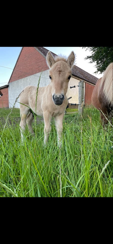 Shetlandspony, hingst, 0 år