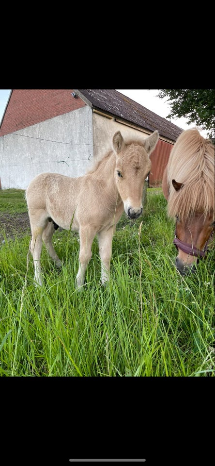 Shetlandspony, hingst, 0 år