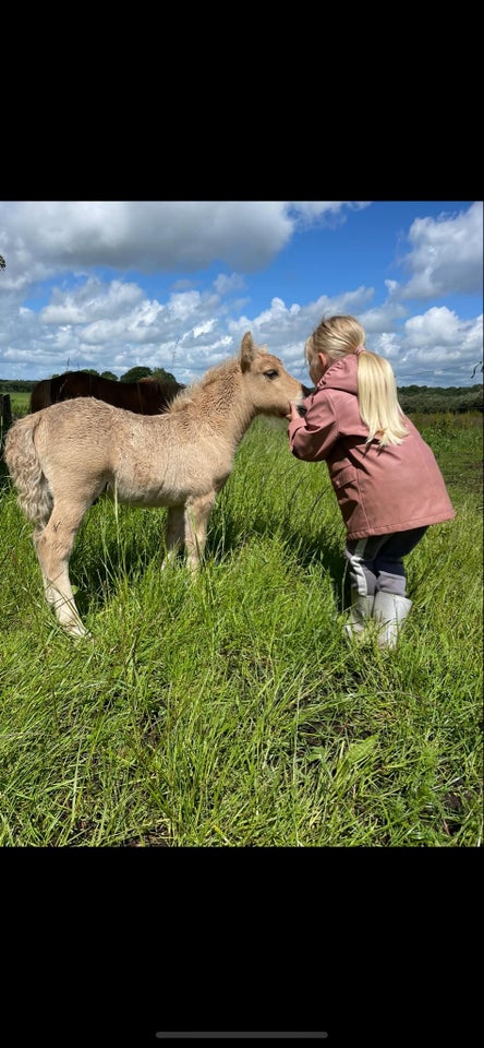 Shetlandspony, hingst, 0 år