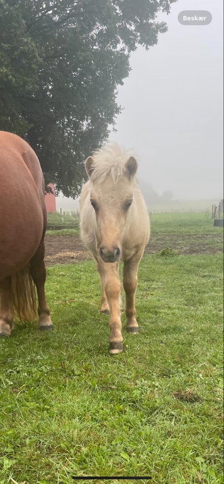 Shetlandspony, hingst, 0 år