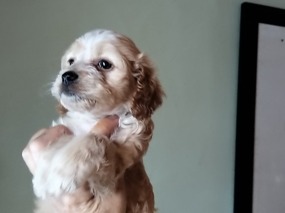 Cocker/lagotto (doodle), hvalpe,