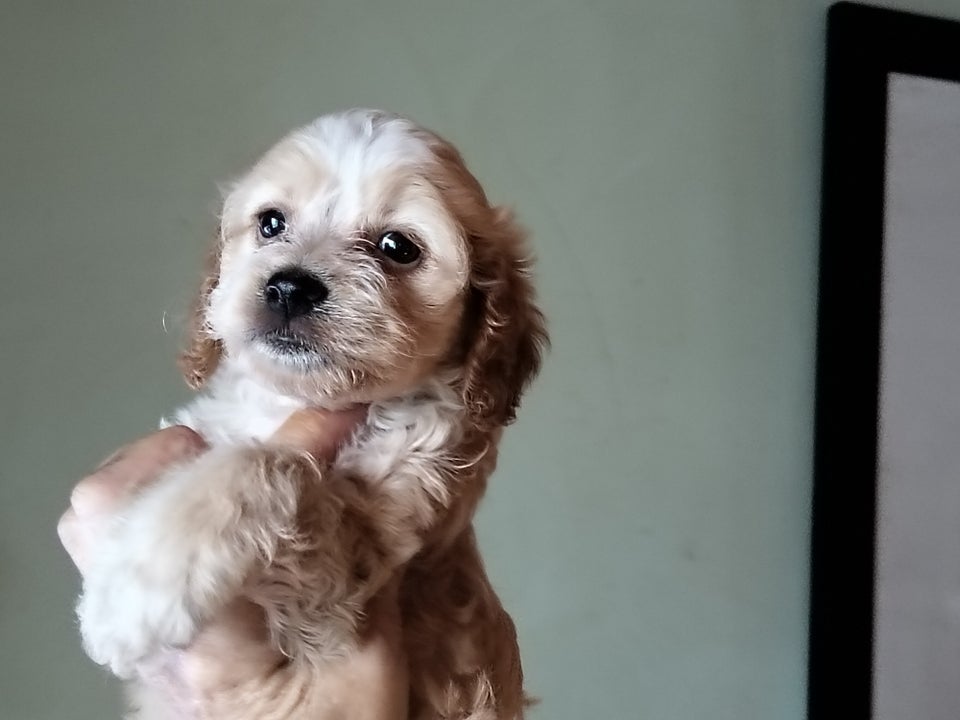 Cocker/lagotto (doodle), hvalpe,