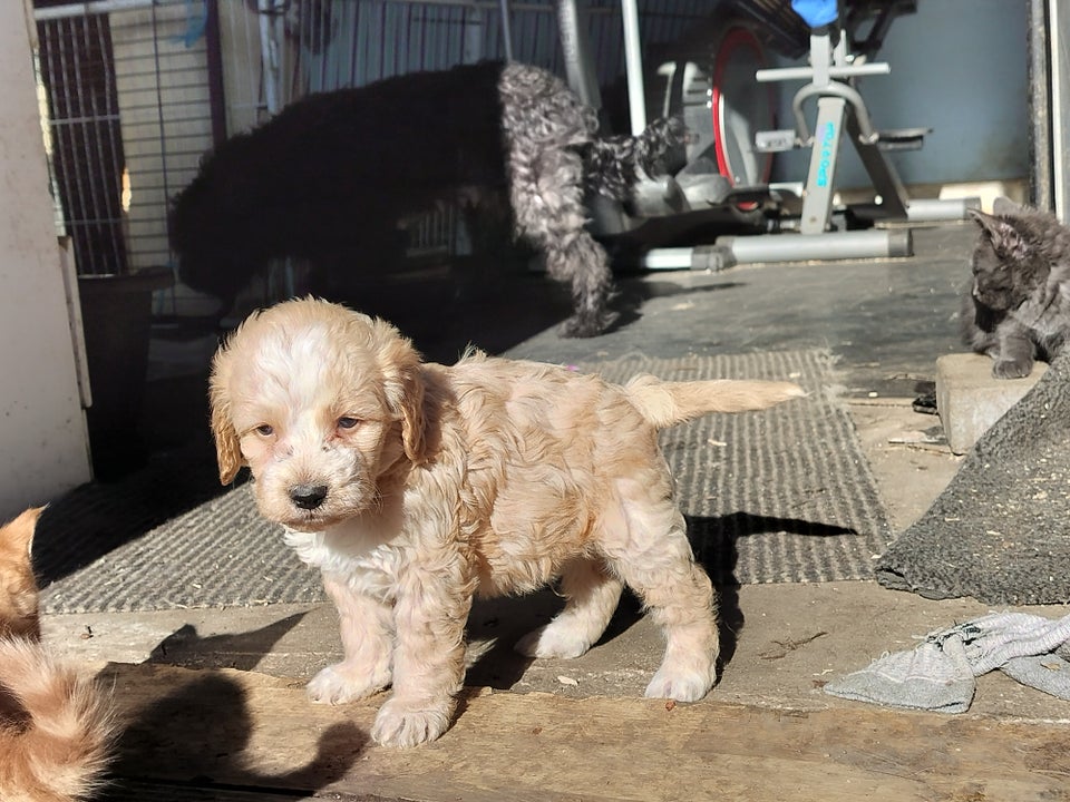 Cocker/lagotto (doodle), hvalpe,