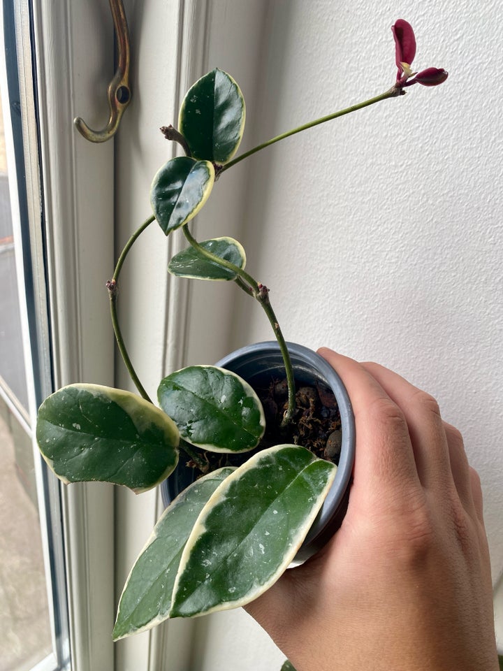 Hoya Carnosa Krimson Queen