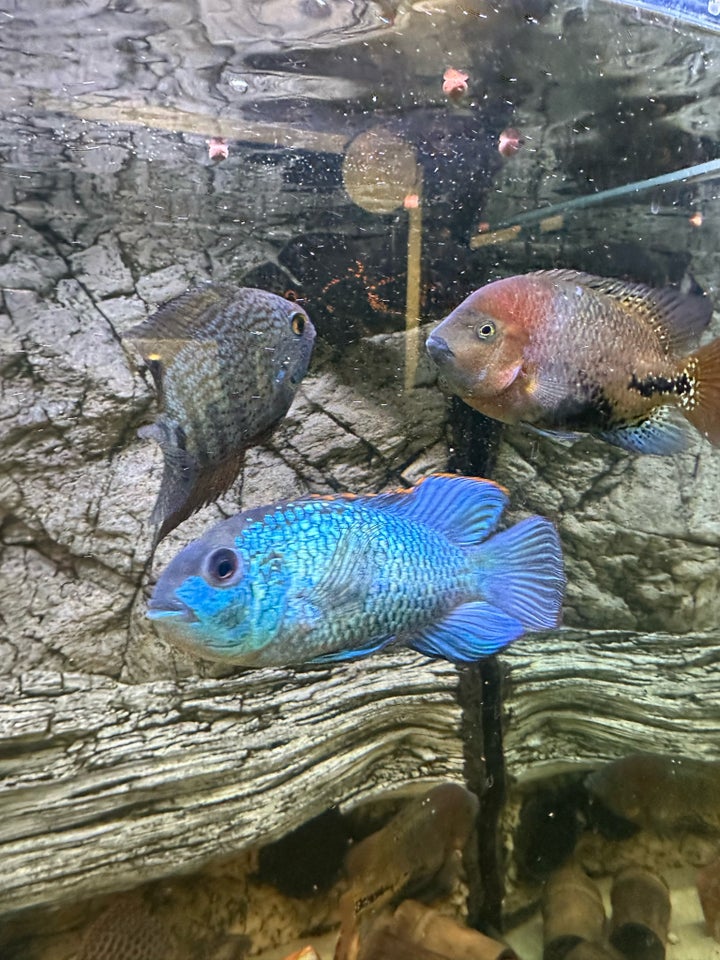 Electric blue acara , 1 stk.