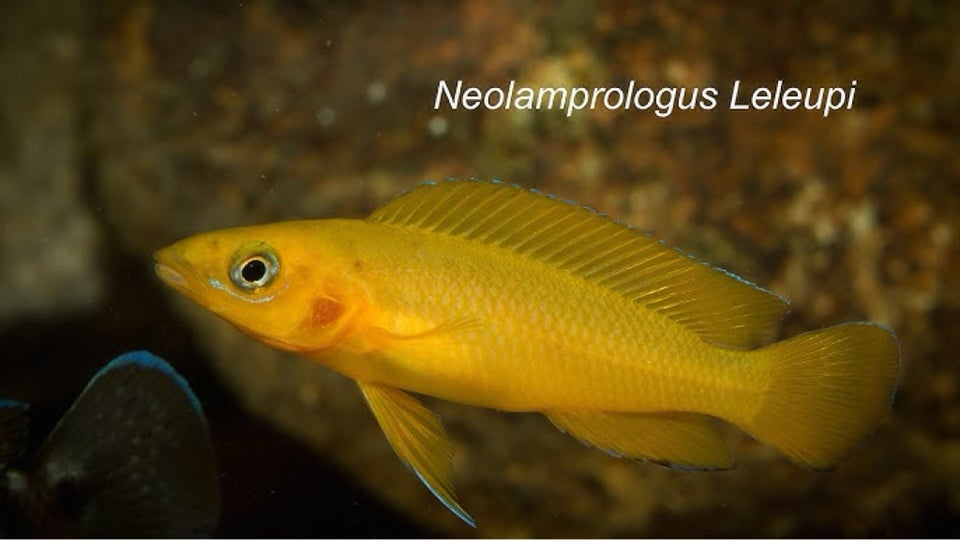 Neolamprologus leleupi, 2 stk.