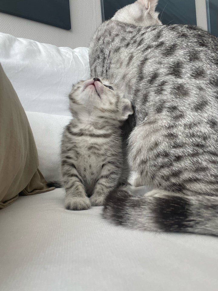 Scottish fold og British sh