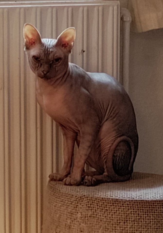 Sphynx, hankat, 2 år