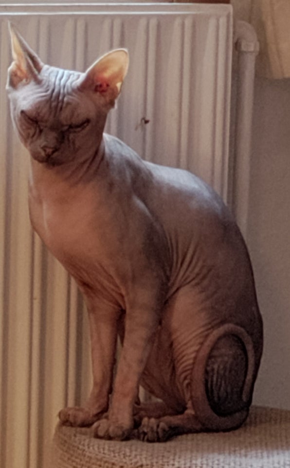 Sphynx, hankat, 2 år