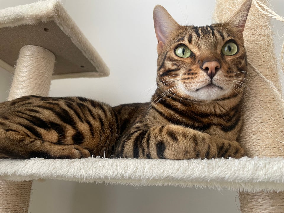 Bengal, hankat, 2 år